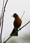 American Robin